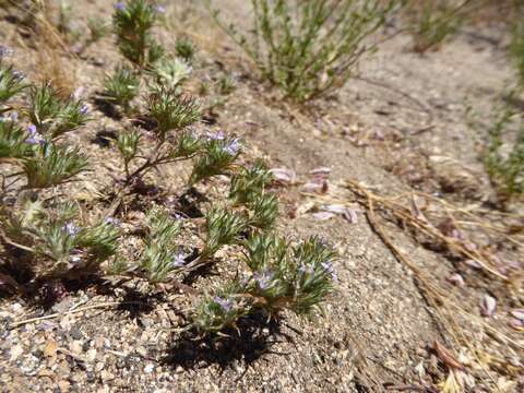 Imagem de Eriastrum filifolium (Nutt.) Woot. & Standl.