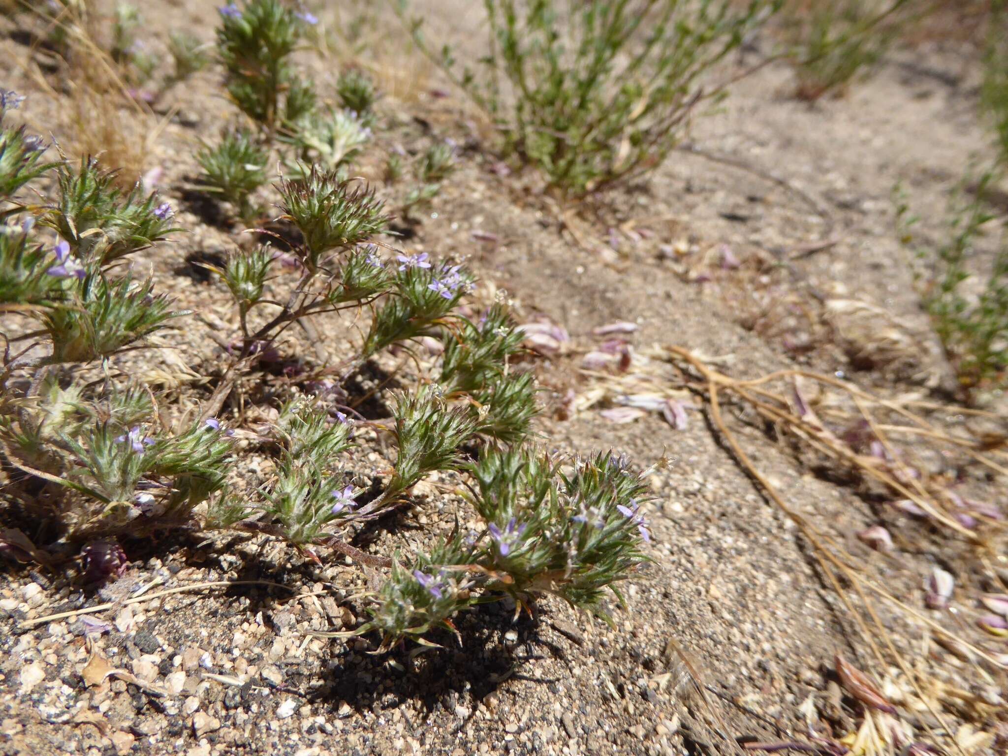 Image of lavender woollystar