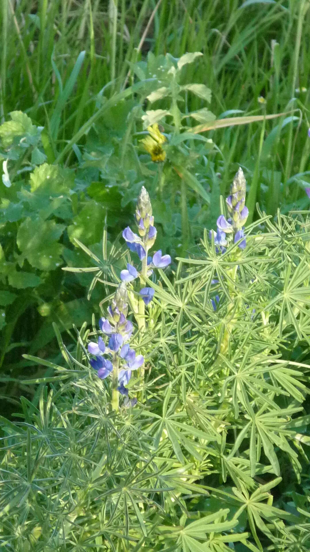 Image of narrowleaf lupine