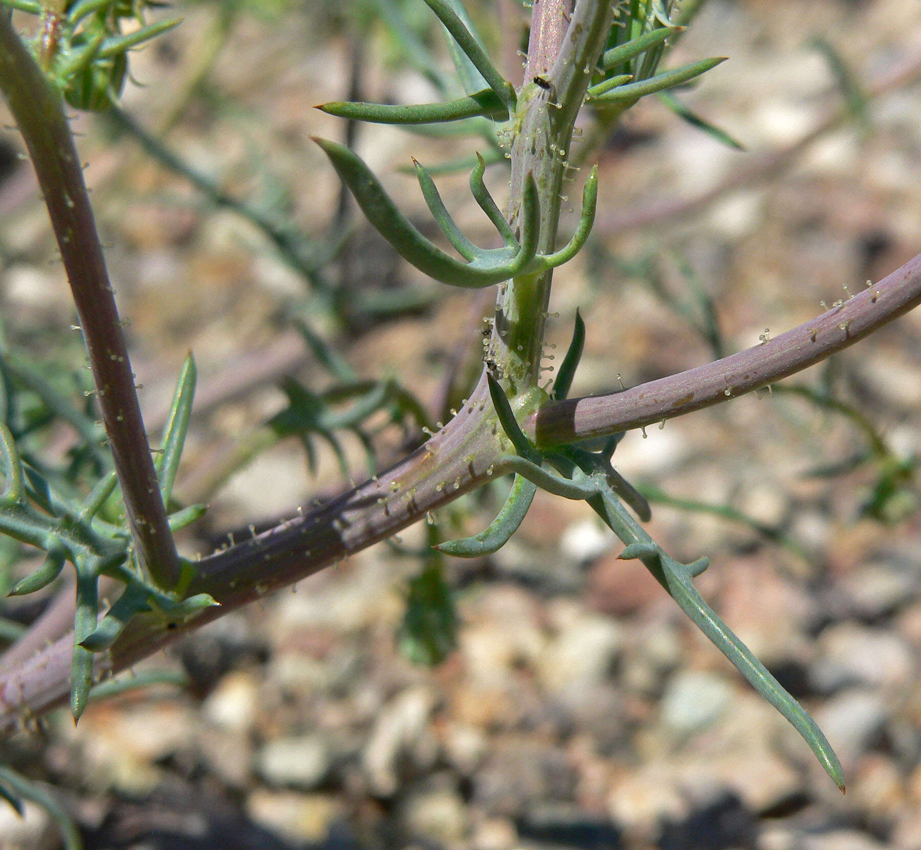 Image of white tackstem