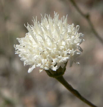 Image of pebble pincushion