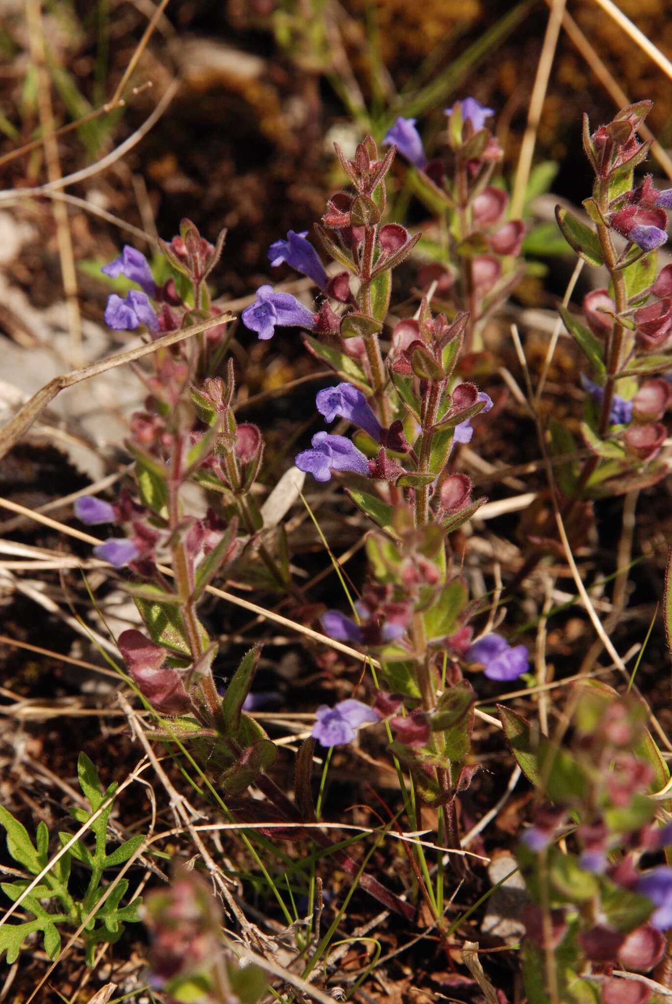 Scutellaria parvula Michx. resmi