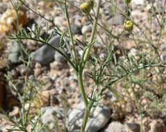 Image of pebble pincushion