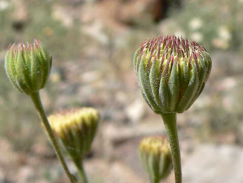 Image of pebble pincushion