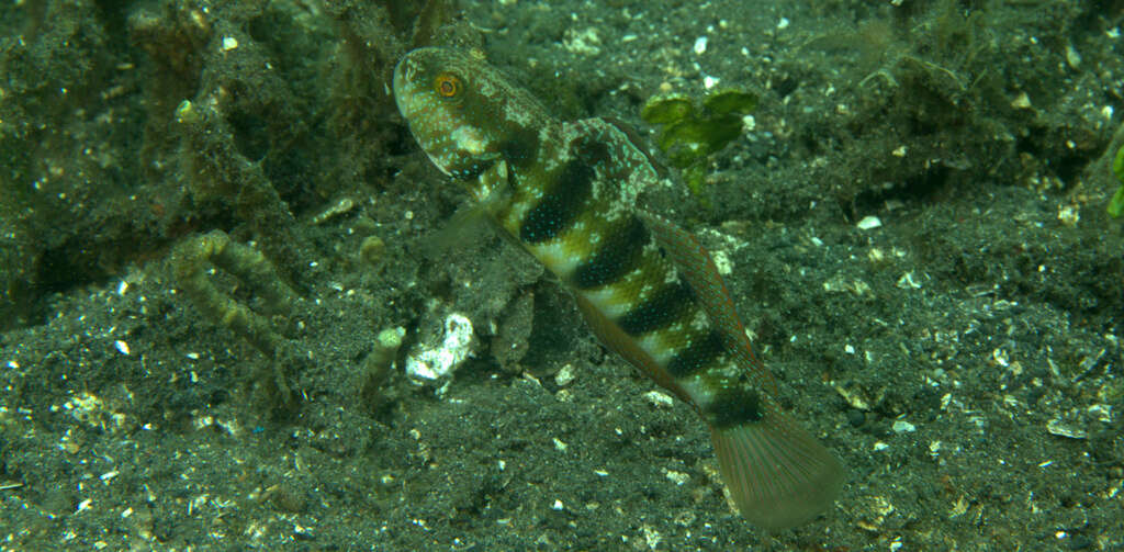 Image of Sphinx goby