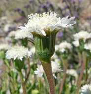 Image of pincushion flower