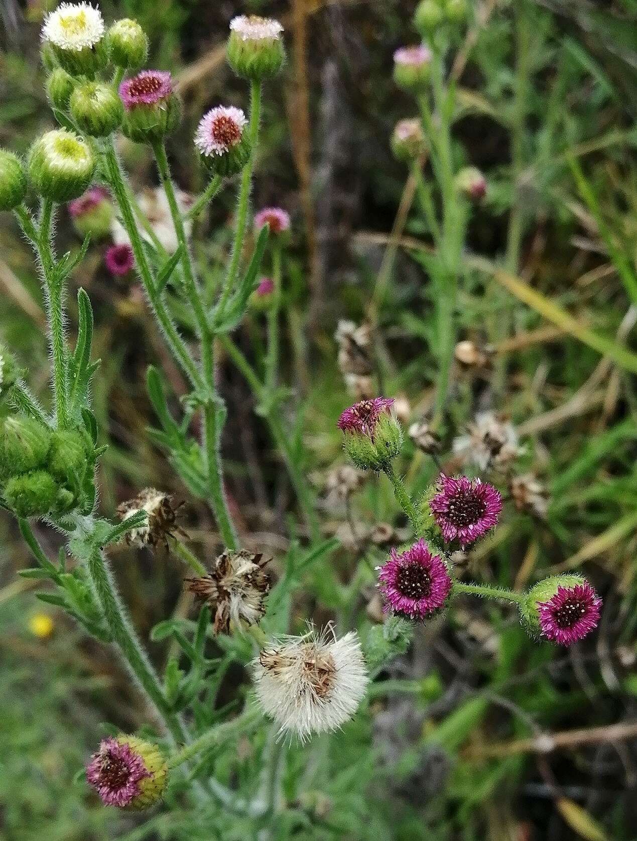 Image of Erigeron apiculatus Benth.