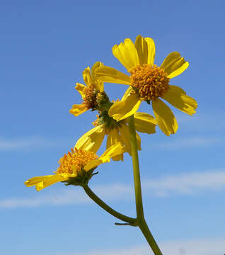 Image of brittlebush