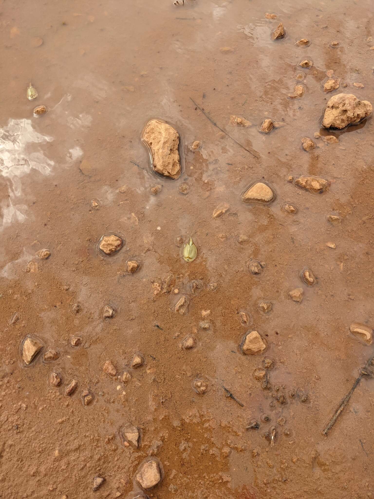 Sivun Triops australiensis (Spencer & Hall 1896) kuva