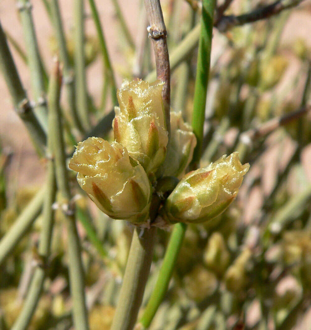 Image de Ephedra torreyana S. Watson