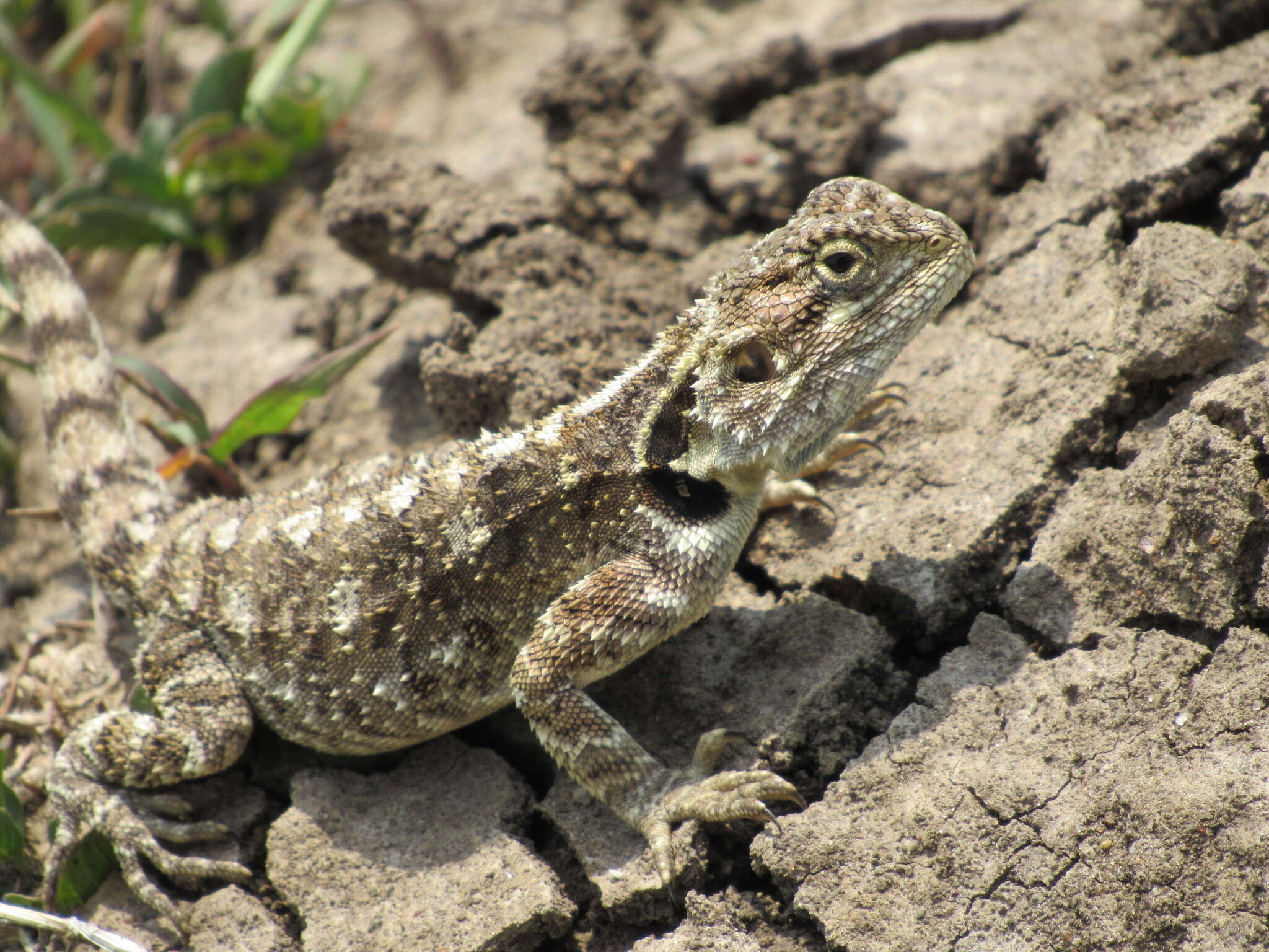 Acanthocercus gregorii (Günther 1894) resmi