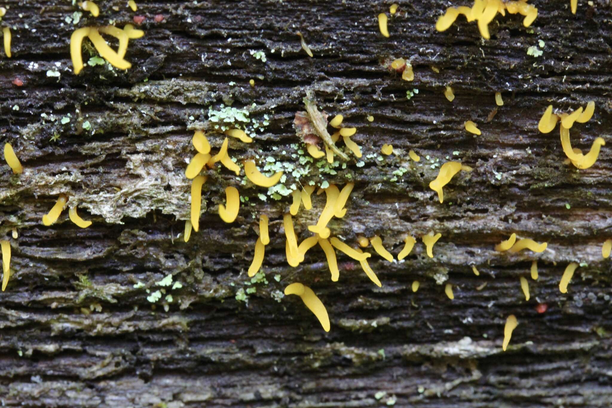 Image of Calocera cornea (Batsch) Fr. 1827