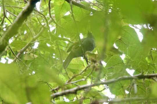 صورة Garrulax palliatus (Bonaparte 1850)