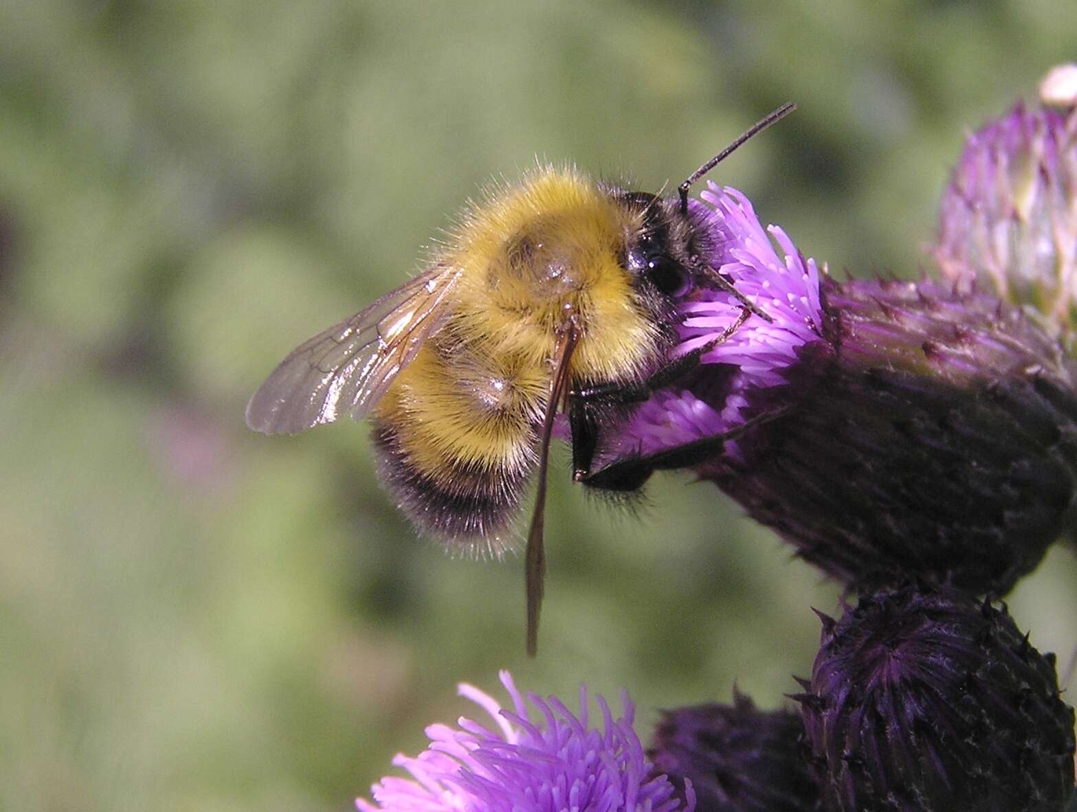 Слика од Bombus perplexus Cresson 1864