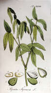 Image of wingleaf soapberry