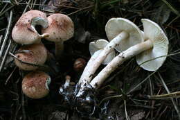 Image of Lepiota subincarnata J. E. Lange 1940