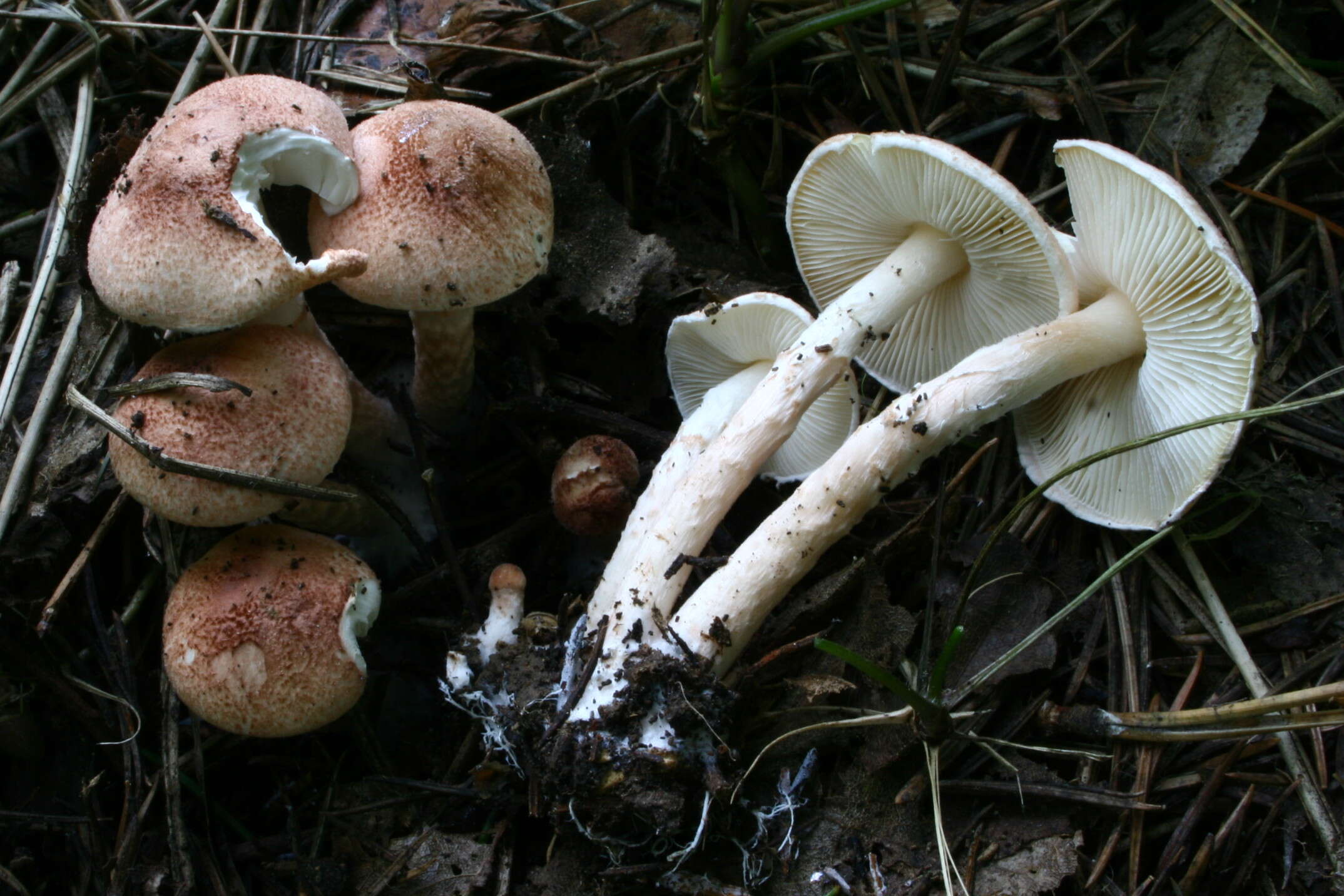 Image of Lepiota subincarnata J. E. Lange 1940