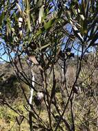 Image of Hakea dactyloides (Gaertn. fil.) Cav.