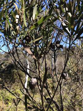 Image of Hakea dactyloides (Gaertn. fil.) Cav.