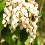 Image of fetterbush