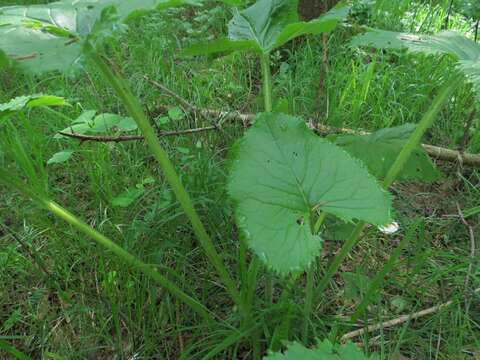 Image of Ligularia sachalinensis Nakai