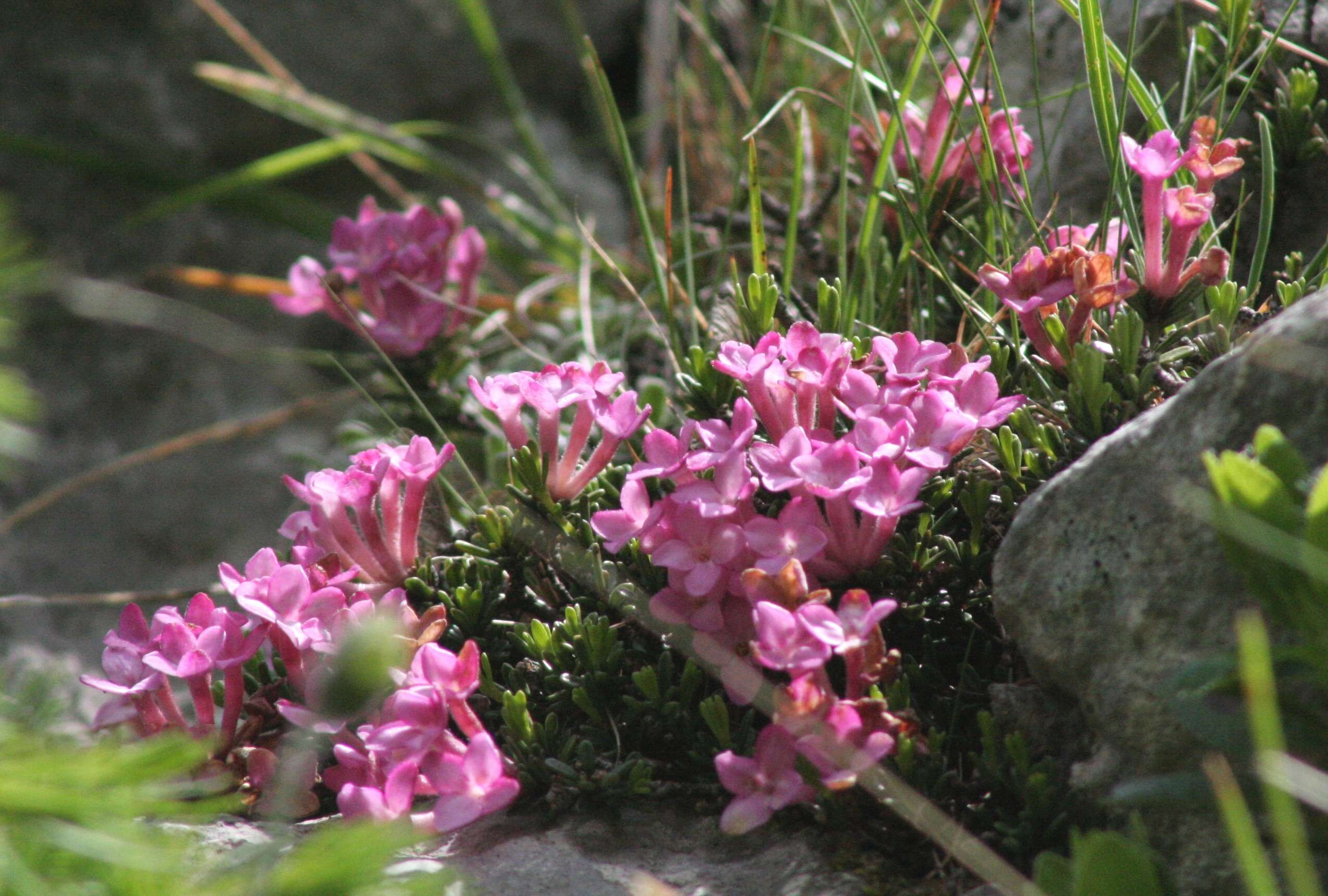 Image of Daphne petraea Leybold