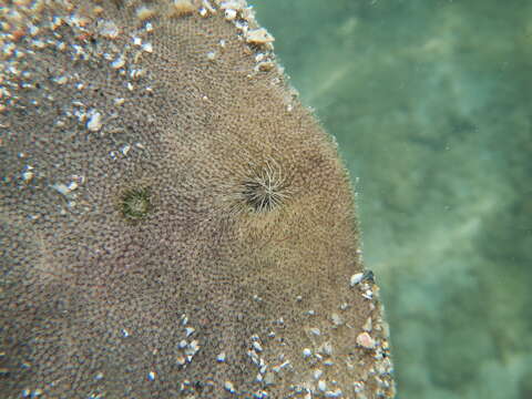 Image of Sand dollar