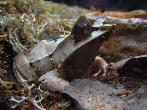 Image of Borneon Horned Frog