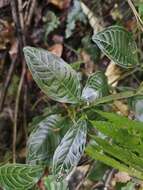 Image of Psychotria calocarpa Kurz