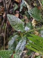 Plancia ëd Psychotria calocarpa Kurz