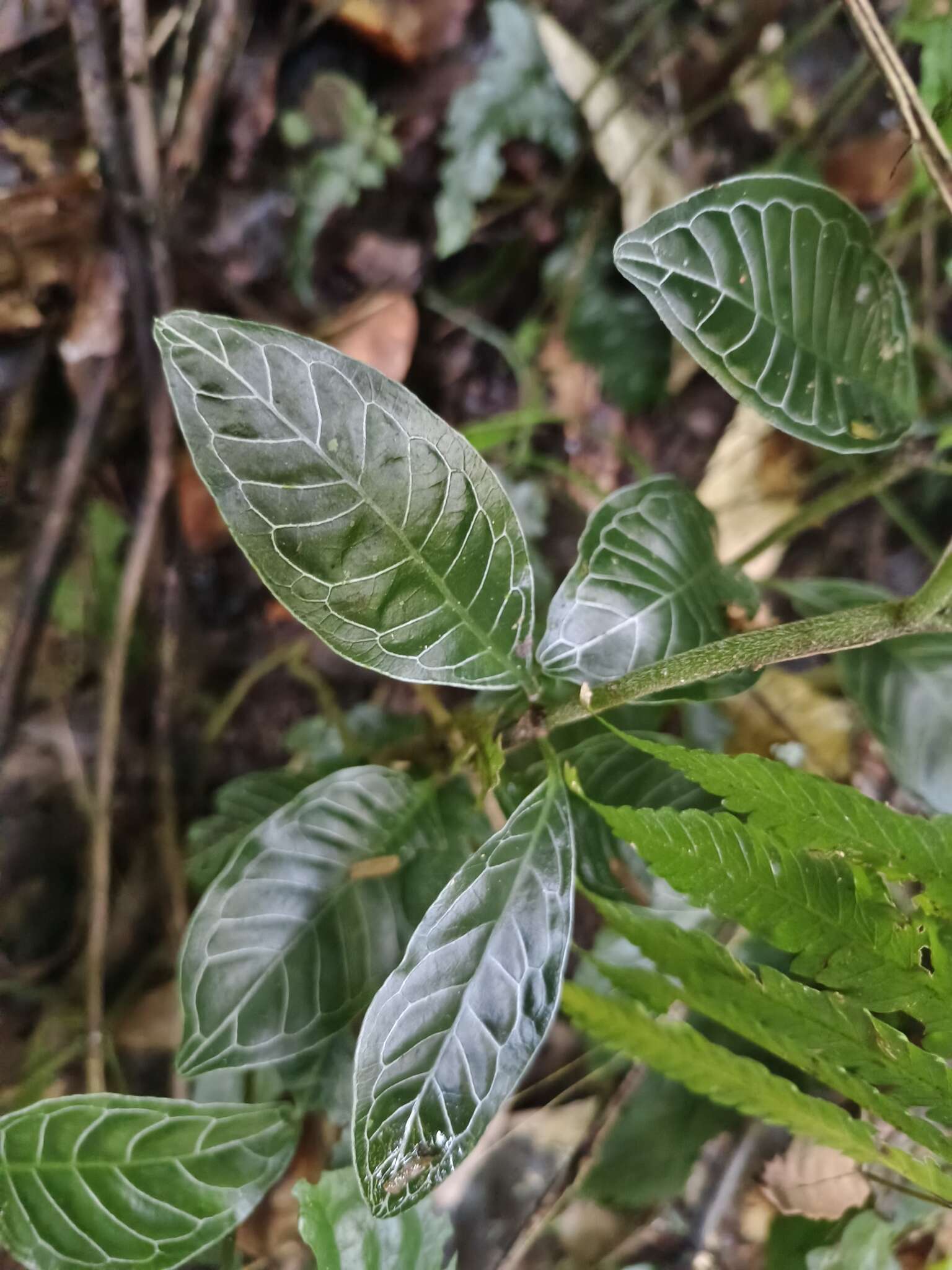 Plancia ëd Psychotria calocarpa Kurz