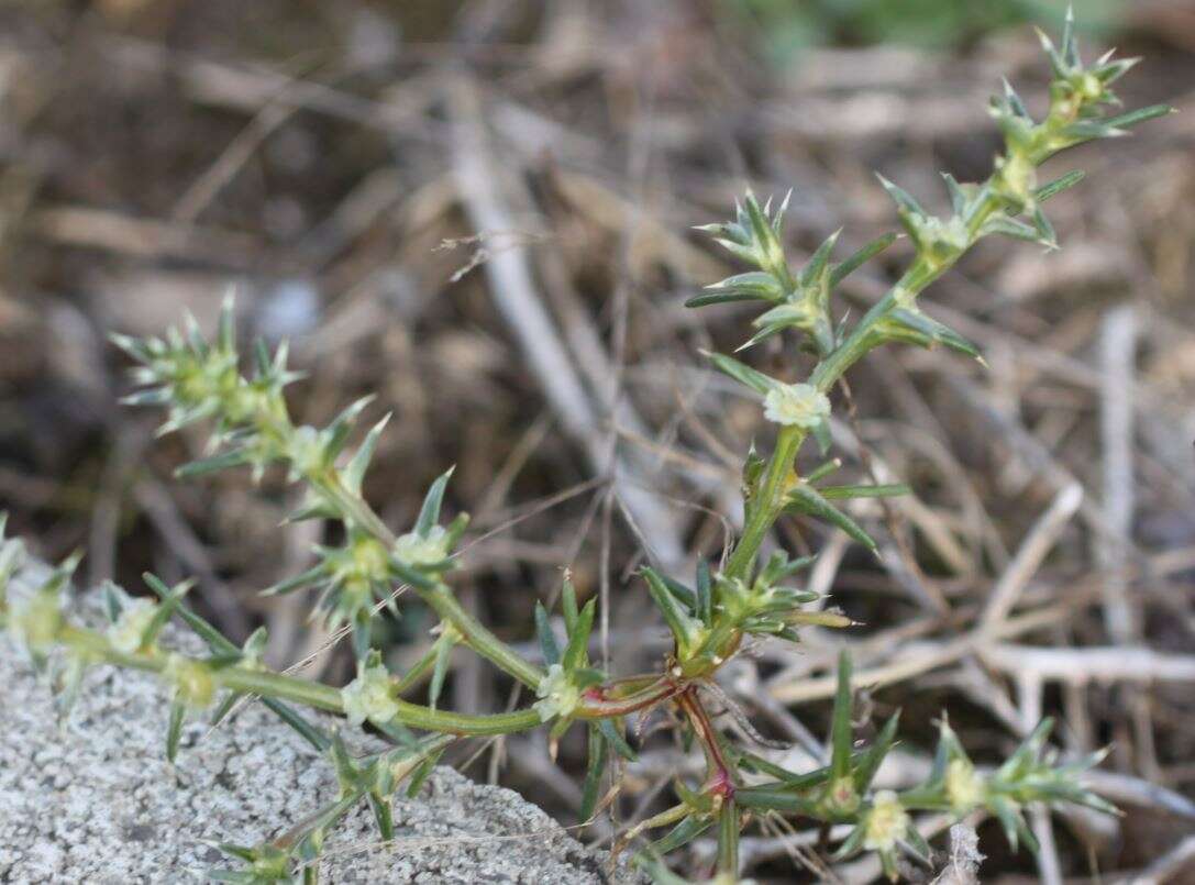 Image of Prickly Russian-Thistle