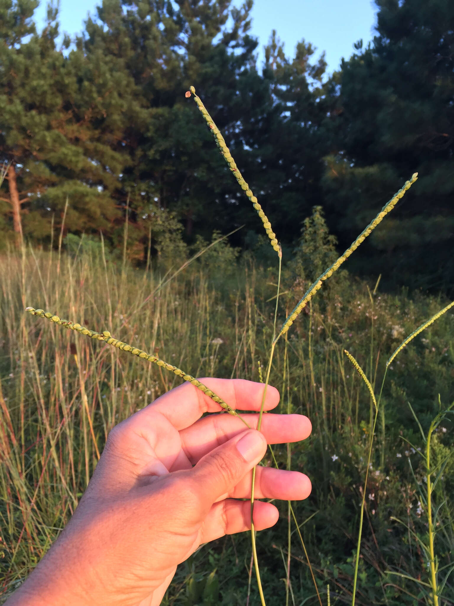 Imagem de Paspalum floridanum Michx.