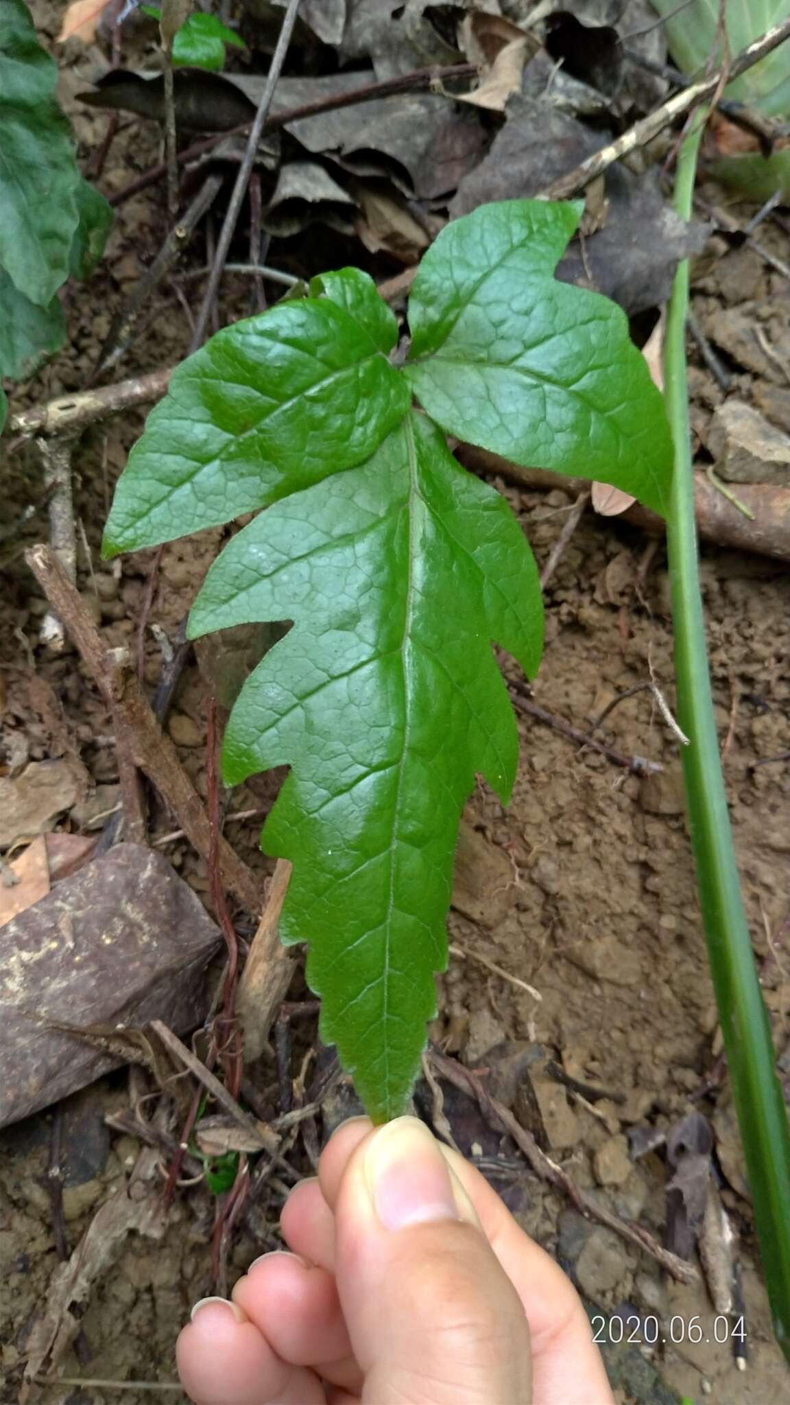 Plancia ëd Tectaria phaeocaulis (Rosenst.) C. Chr.