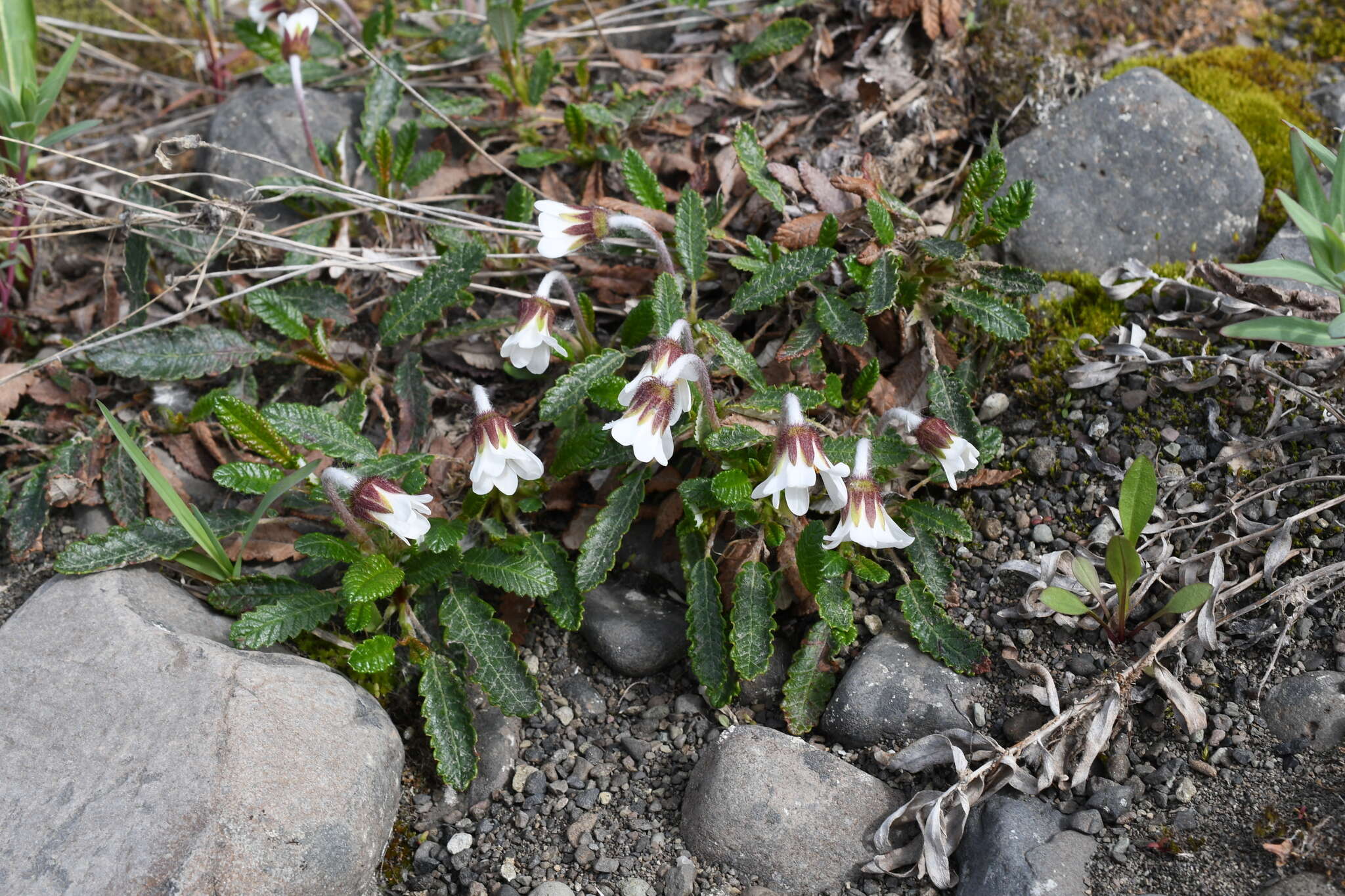 صورة Dryas grandis Juz.