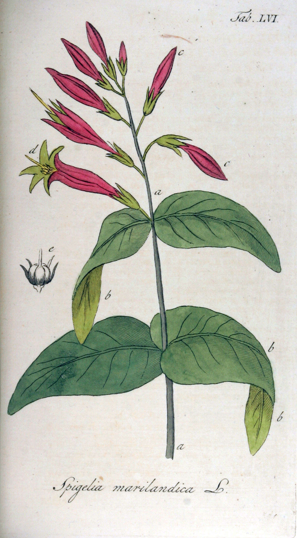 Plancia ëd Spigelia marilandica (L.) L.