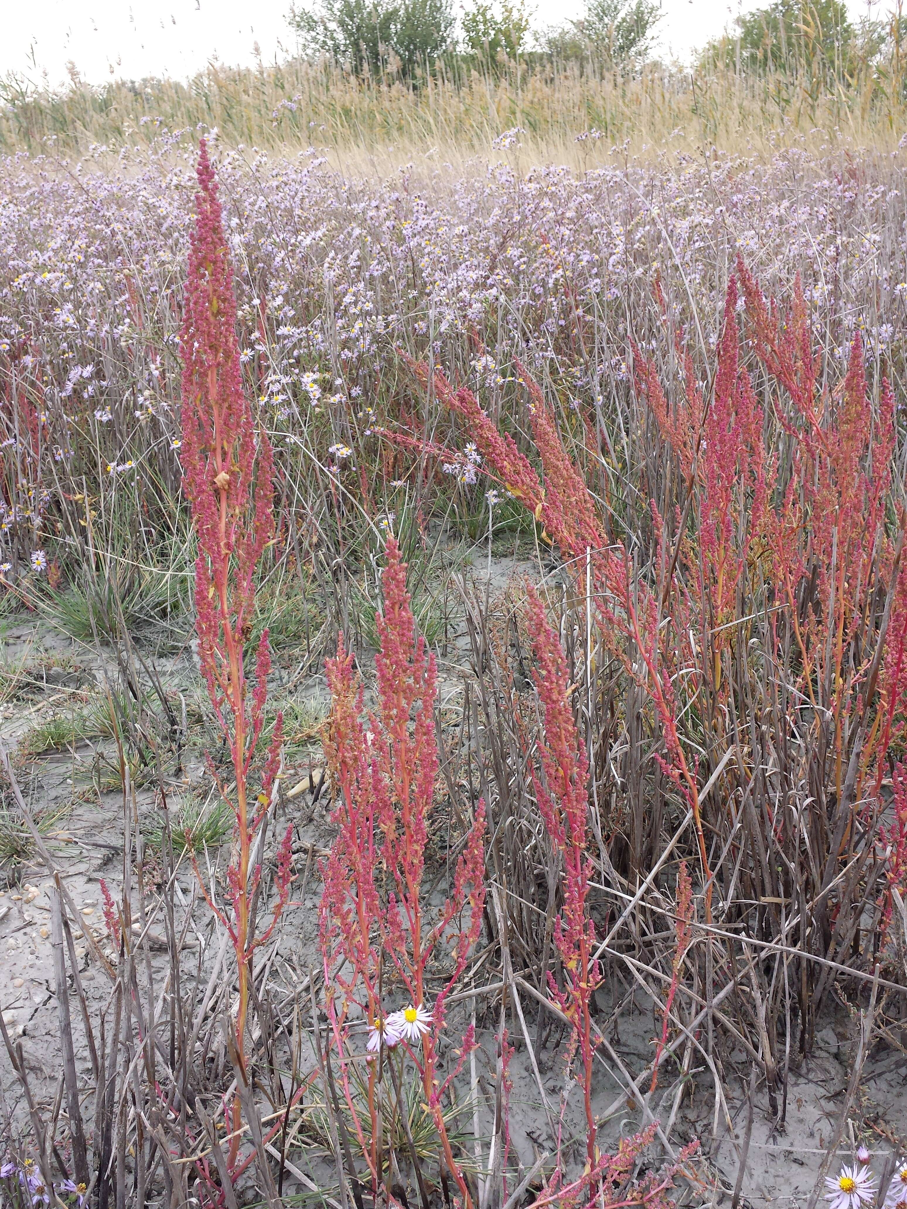 Image de chénopode à feuilles grasses