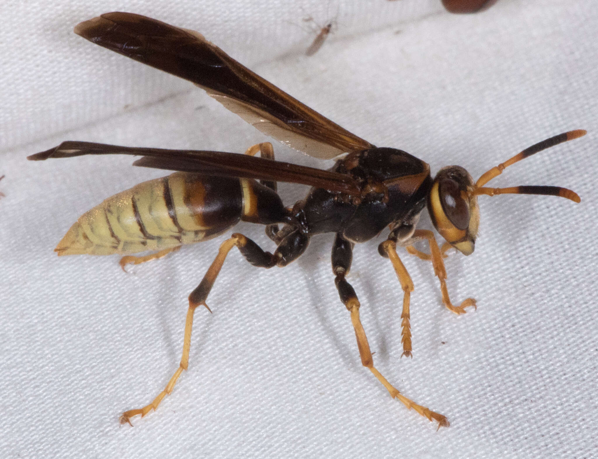 Image of Polistes comanchus navajoe Cresson 1868