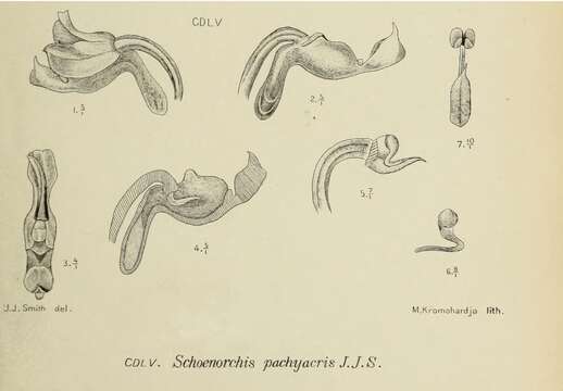 Image of Schoenorchis