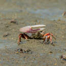 Image of Greater Fiddler Crab