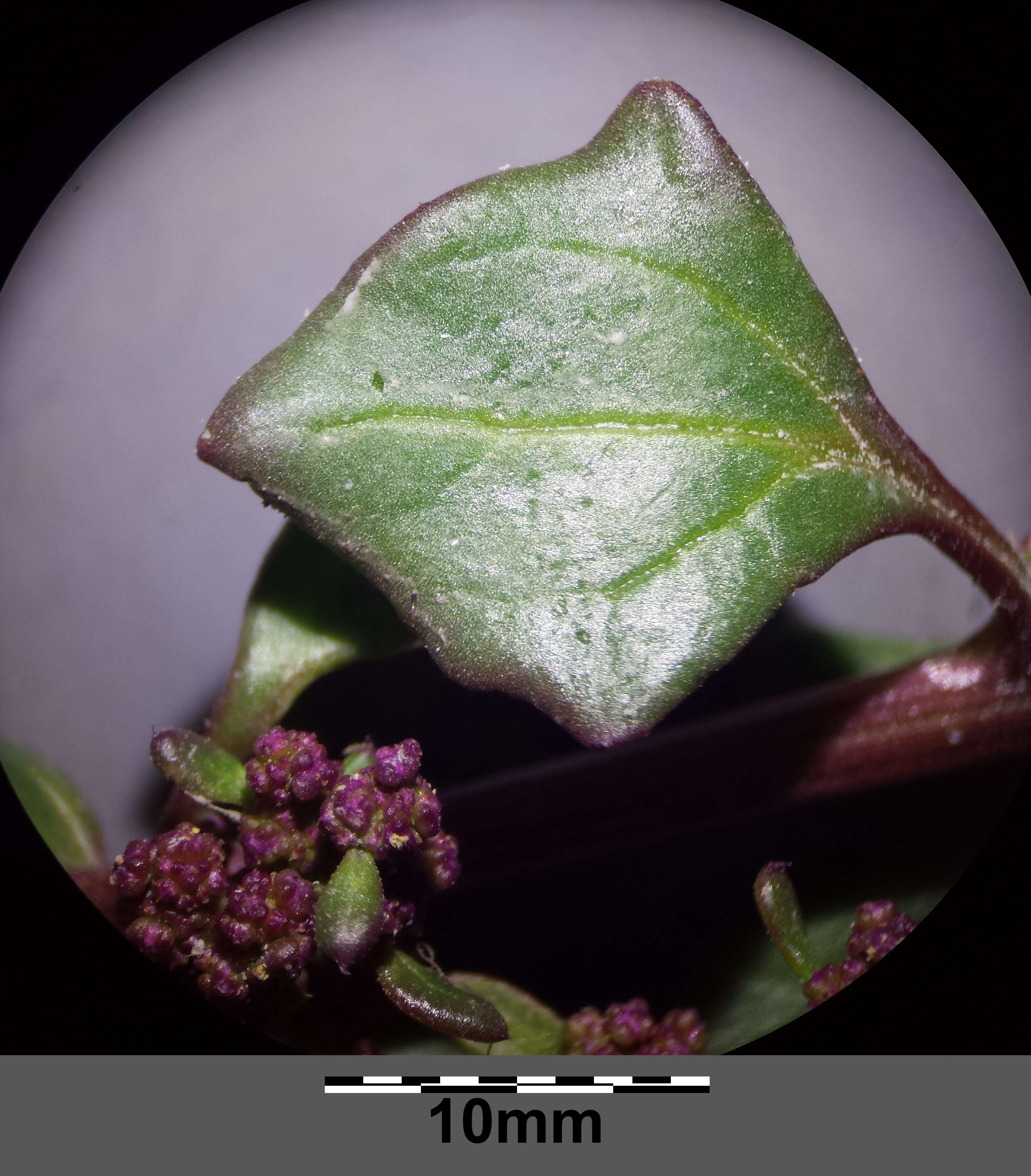 Image of Low Goosefoot