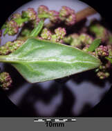 Image of Low Goosefoot