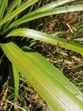 Image of Eryngium eburneum Decne.