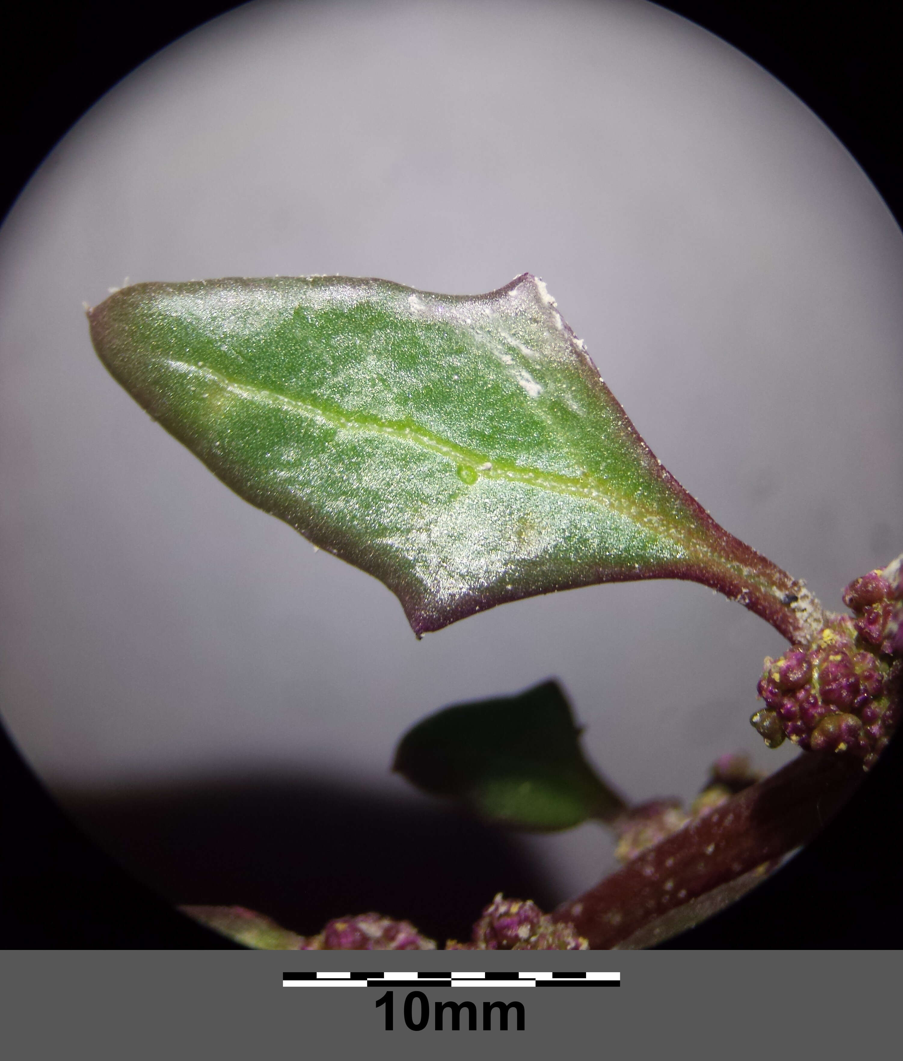 Image of Low Goosefoot