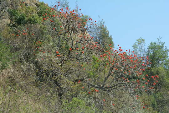 Image of Natal bottlebrush