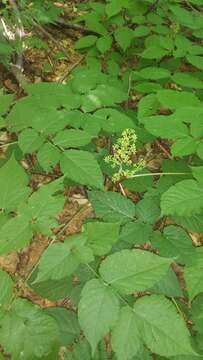 Image of American spikenard