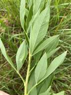 Image de Heteromorpha involucrata Conrath