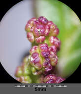 Image de chénopode à feuilles grasses