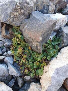 Image de Myosotis lyallii subsp. elderi (L. B. Moore) Meudt & Prebble