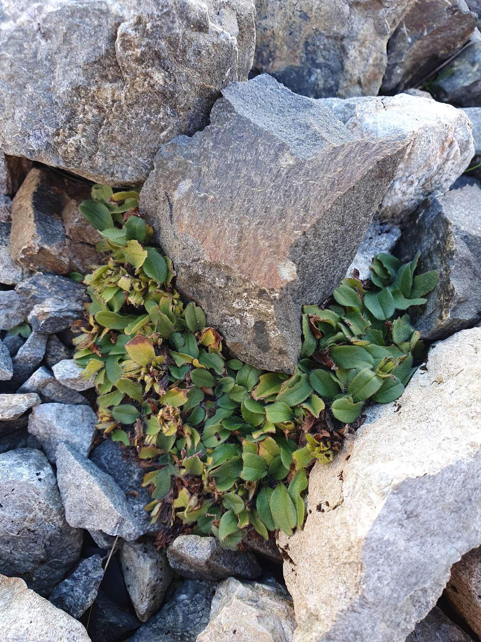 Imagem de Myosotis lyallii subsp. elderi (L. B. Moore) Meudt & Prebble